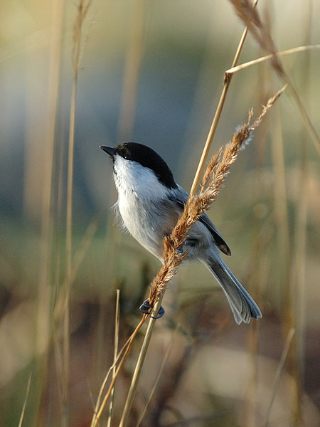 Hömötiainen, Willow Tit, Poecile montanus